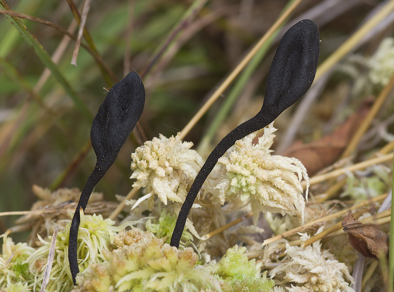 Trichoglossum hirsutum